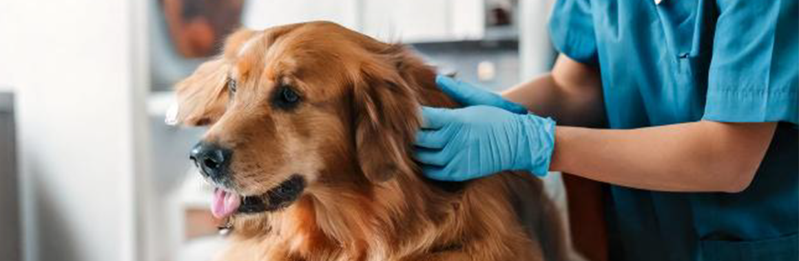 ニュースのPC用画像